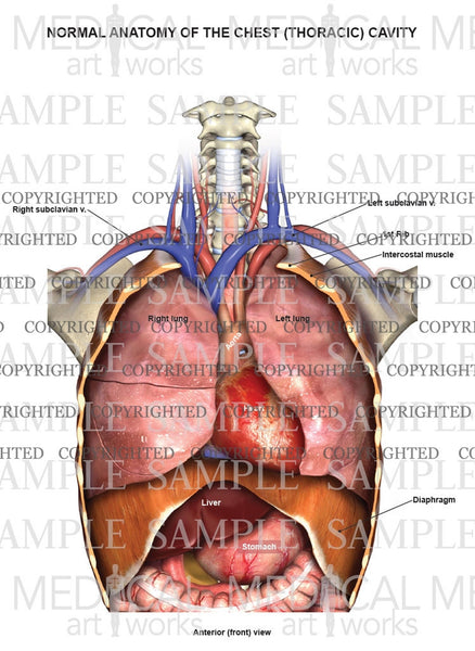 Chest Anatomy Cheat Dumper