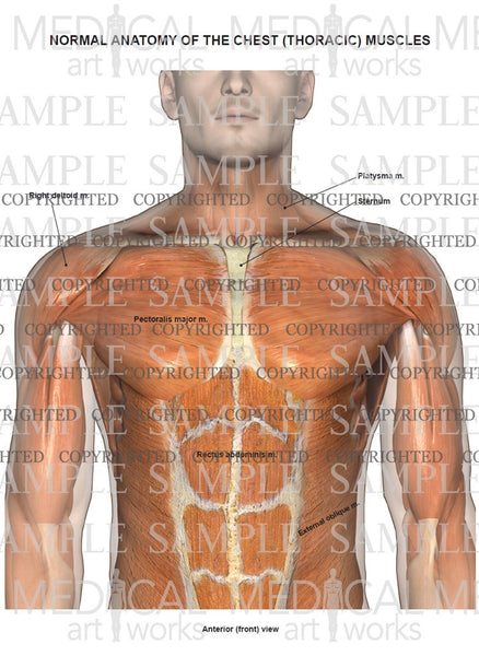 Normal Anatomy Of The Muscles Of The Chest And Abdomen — Medical Art Works