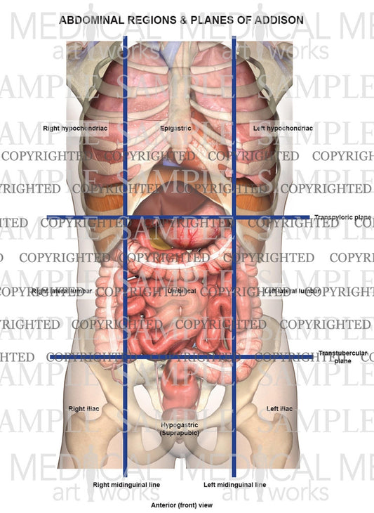 abdominal regions diagram