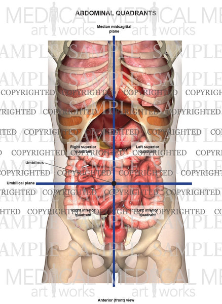 abdominal contour definition