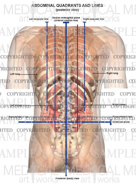 Abdominal Lines And Quadrants Posterior View Medical Art Works