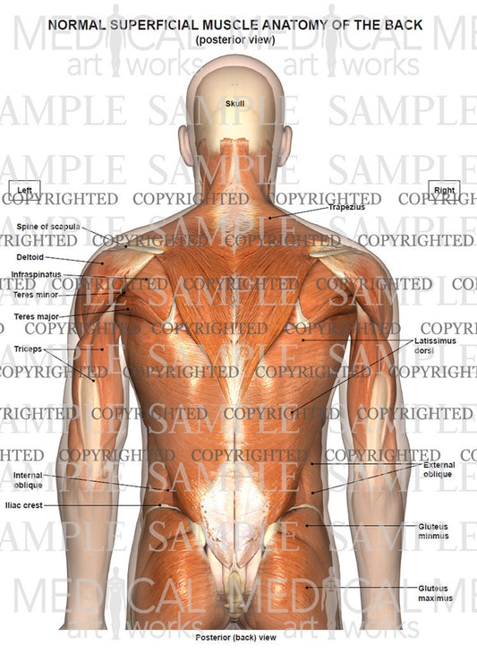 neck muscle anatomy