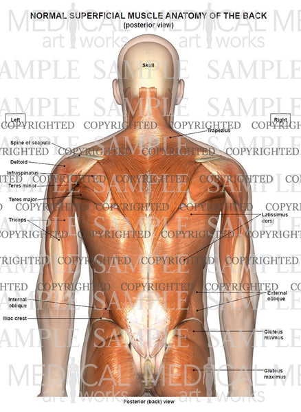 Normal Anatomy Of The Superficial Muscles Of The Back And Neck Medical Art Works