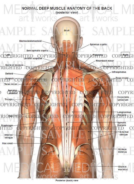 Human anatomy showing deep muscles in the neck and upper back Solid-Faced  Canvas Print