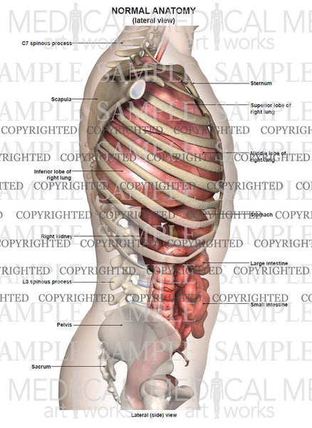 Lateral anatomy of the chest, bones and abdomen — Medical Art Works