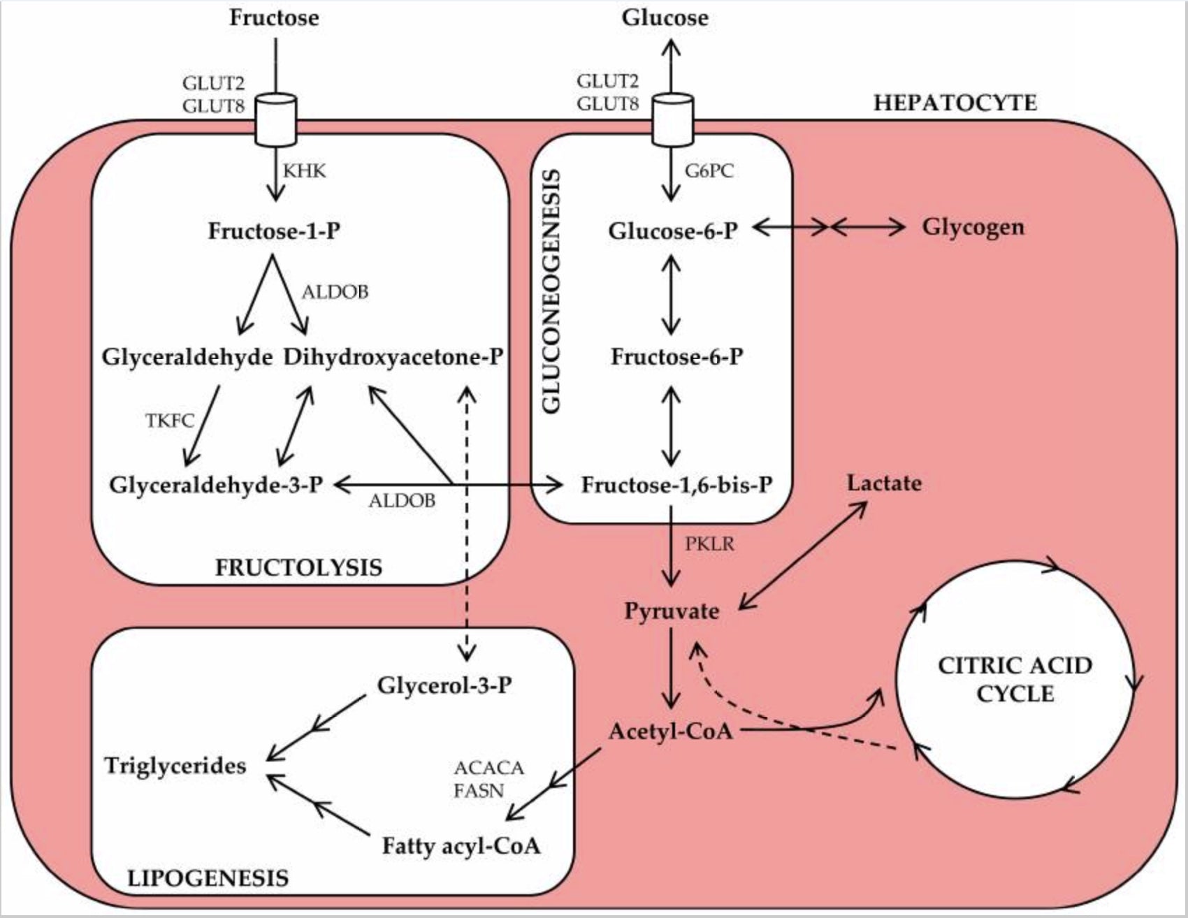 Fructose