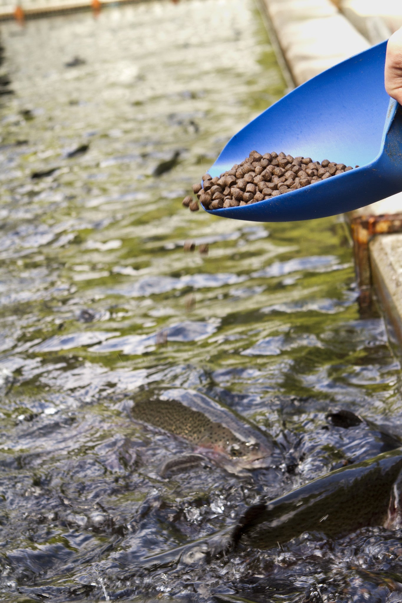 fish hatchery food pellets