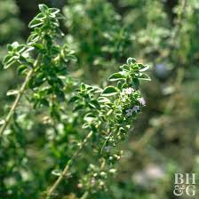 Thyme and sesame protect the teeth from decay and relieve pain in the teeth and protect against gum infections