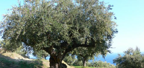 Habitat of the olive tree