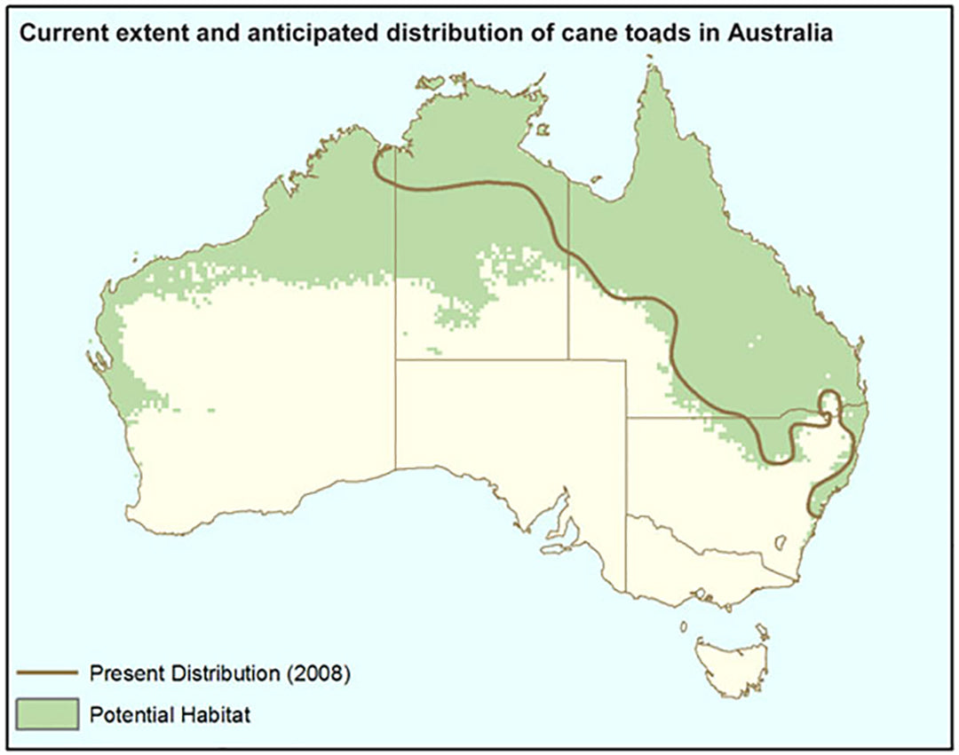 cane toad distribution Australia