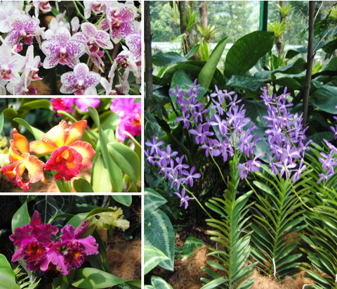 Singapore Botanical Gardens Nature Colors