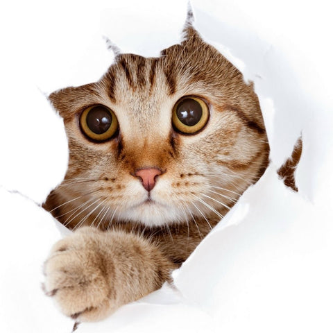 Boucles d'oreilles chat élégantes en argent – Bébé Chat - Pour votre chat  et vous