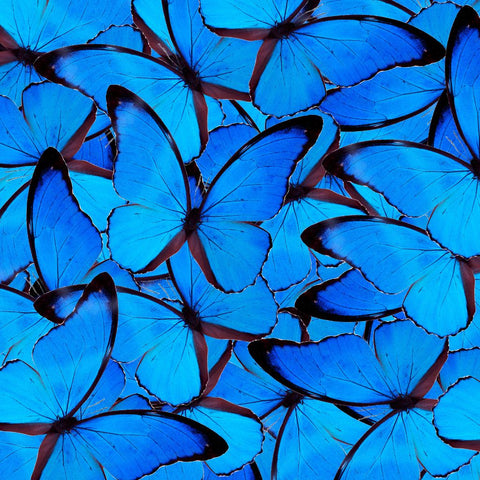Quelle est la signification d’un papillon bleu?