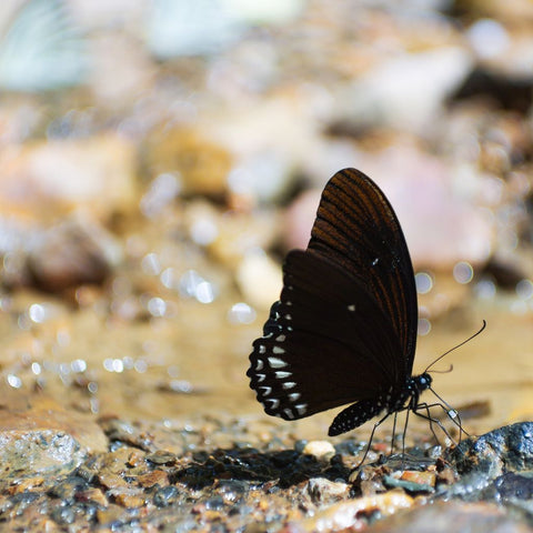 Quelle est la signification d’un papillon noir?