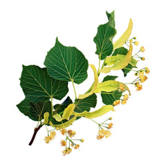 Island Goddess Organics - Linden Leaf