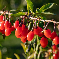 Island Goddess Organics- Goji Berries- Antioxidant Hydra-Mist