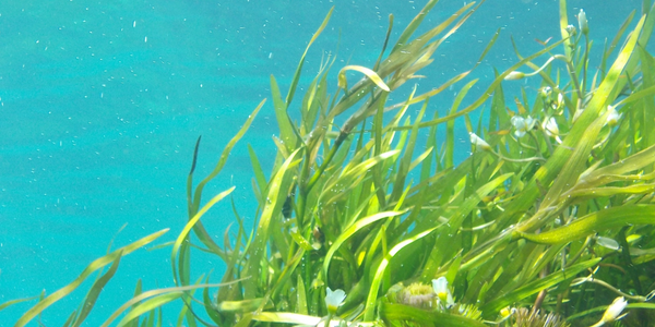 Marine Plant-Based Collagen: Seaweed