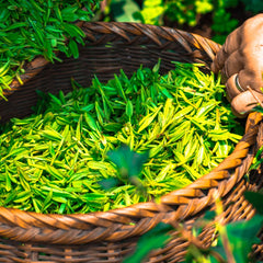 Island Goddess Organics - Green Tea - Cooling Coffee Eye Gel