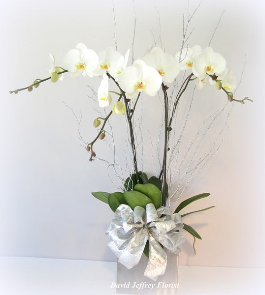 Holiday Orchids | David Jeffrey Florist