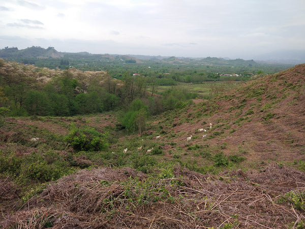 Abandoned tea plantation in Georgia