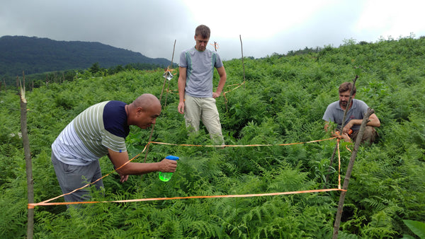 Testing at tea plantation
