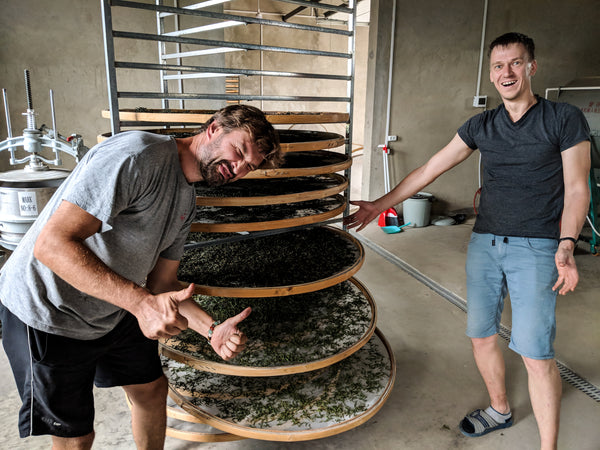 Hannes at the Factory 2018, one of the first batches of tea