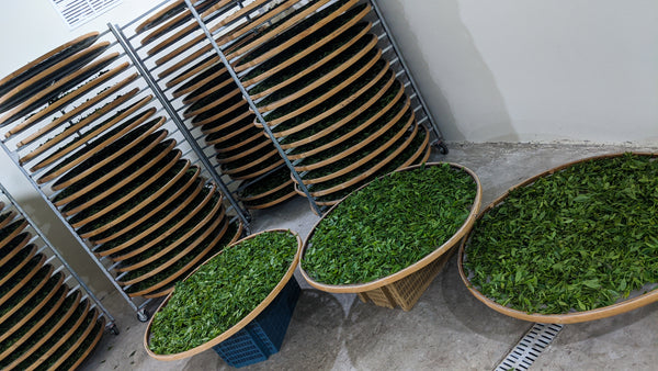 Tea leaves withering in the Renegade Tea Estate factory