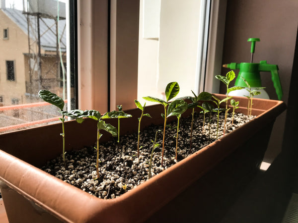 Tiny tea plants growing at home