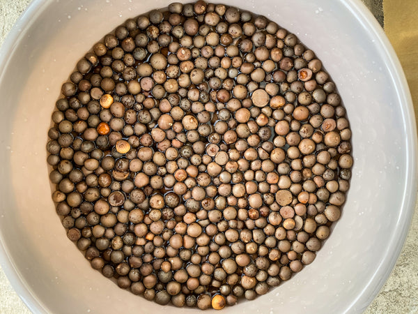 Tea seeds in a bowl of water