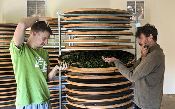 hannes and Tomas at Renegade Tea Estate factory