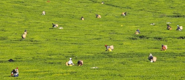 Workers pick tea leaves at a plantation in Nandi Hills, in Kenya’s highlands region west of capital Nairobi, November 5, 2014. (Photo by Noor Khamis/Reuters) 