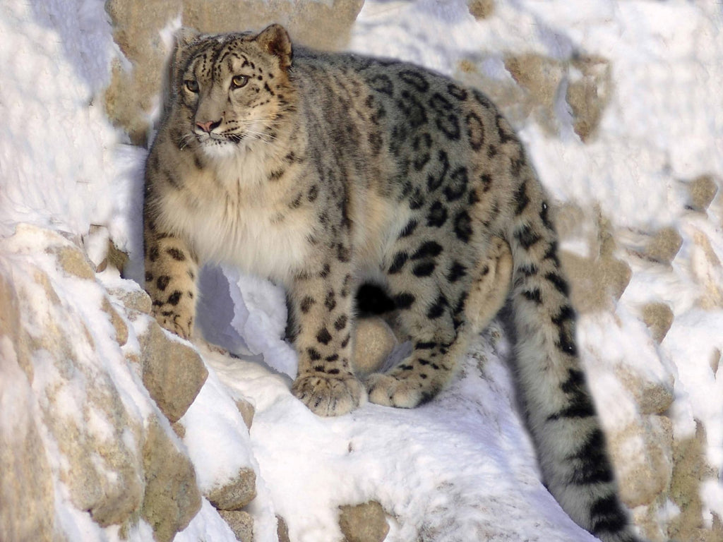 snow panther