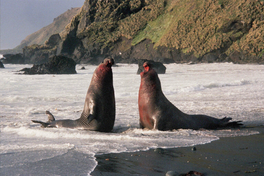 Bull elephant seals fighting over a harem of females