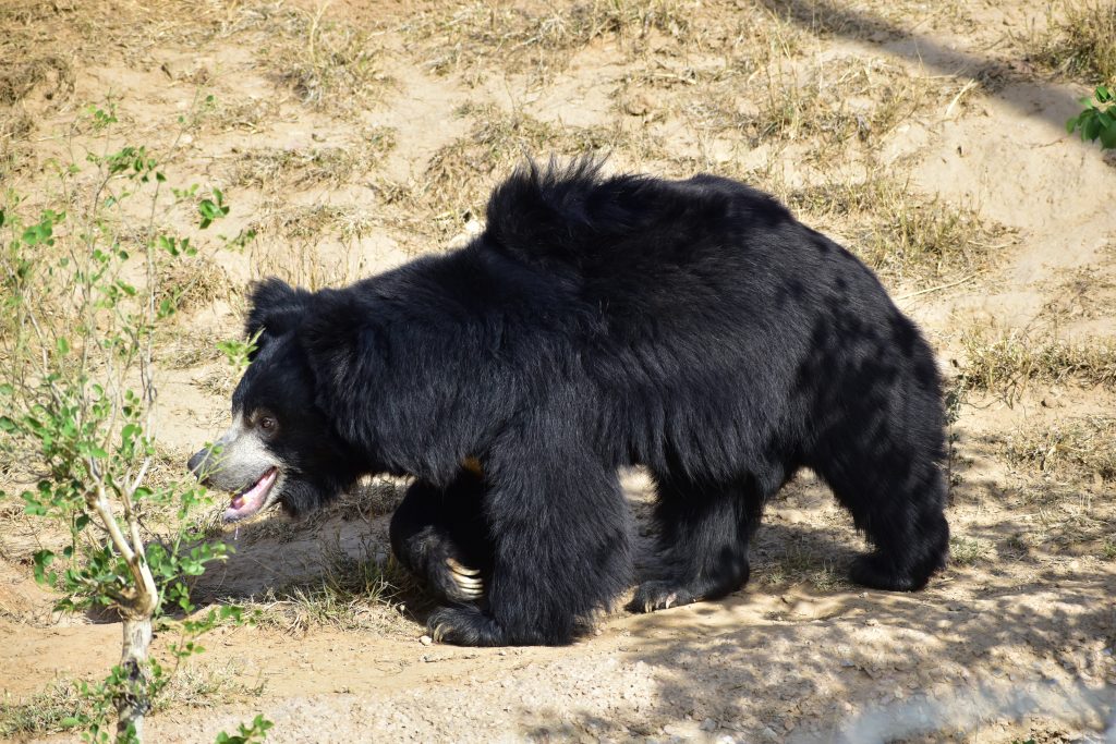 sloth bear