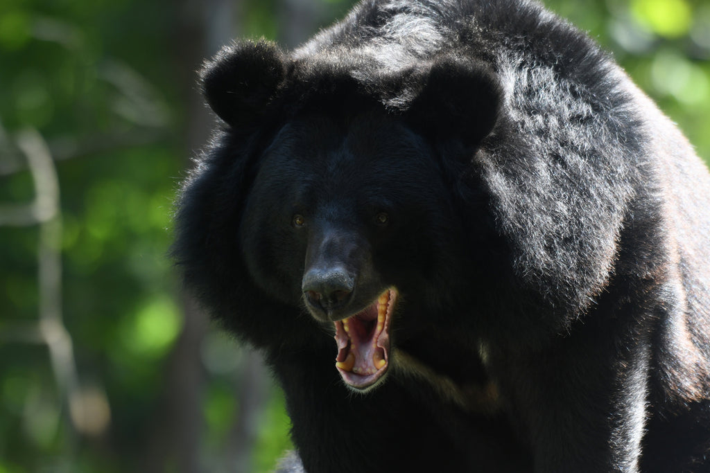 Ours noir asiatique