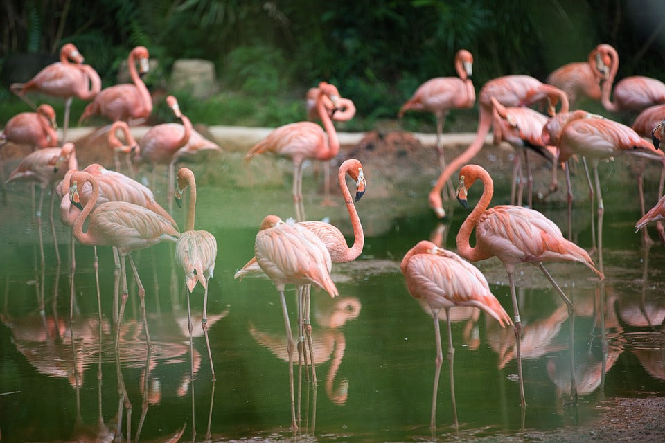 flamants roses et oiseaux dans un lac