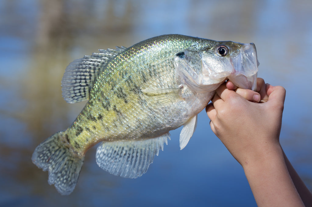 Pêche : les espèces de poissons en rivière