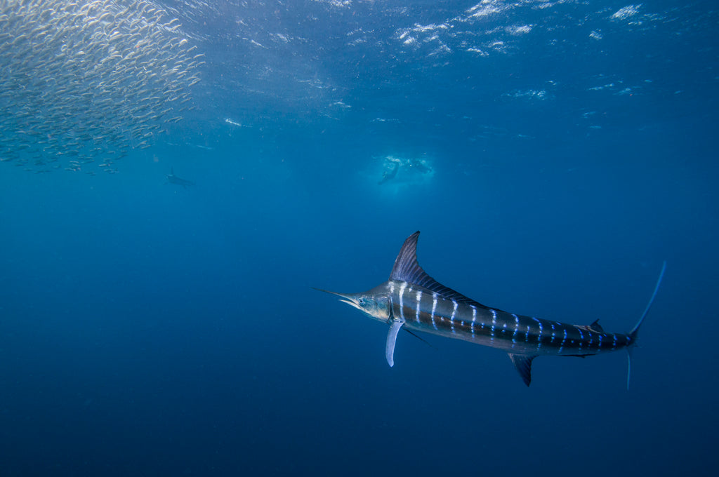 striped marlin in the south pacific