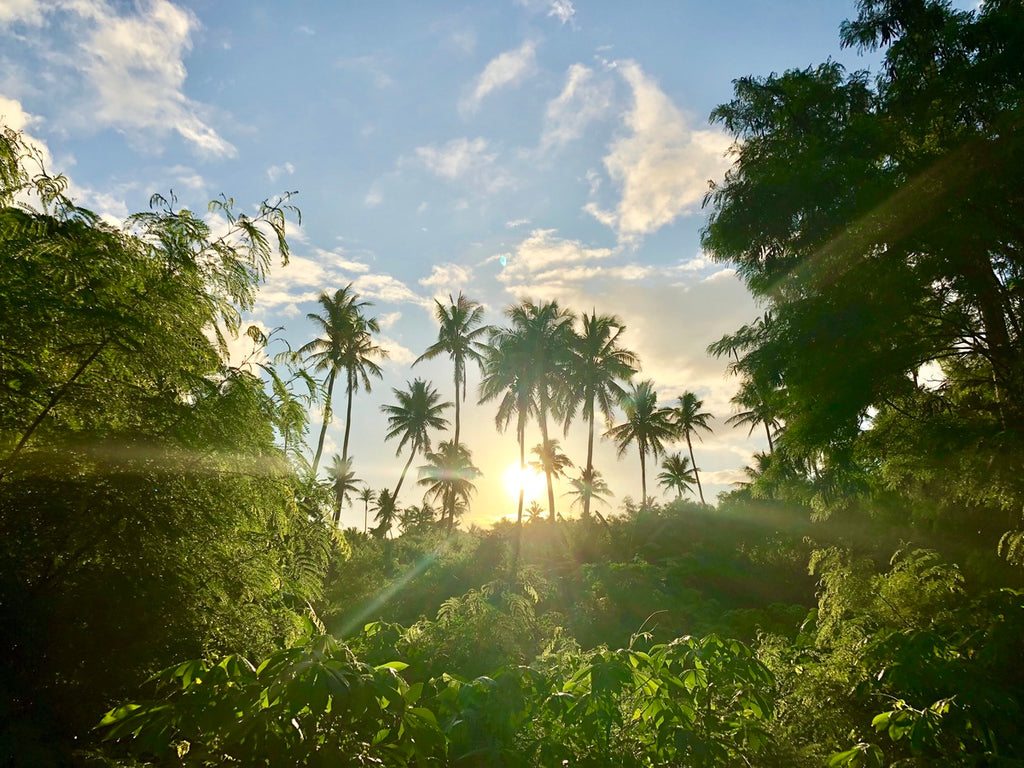 forêt tropicale de fiji