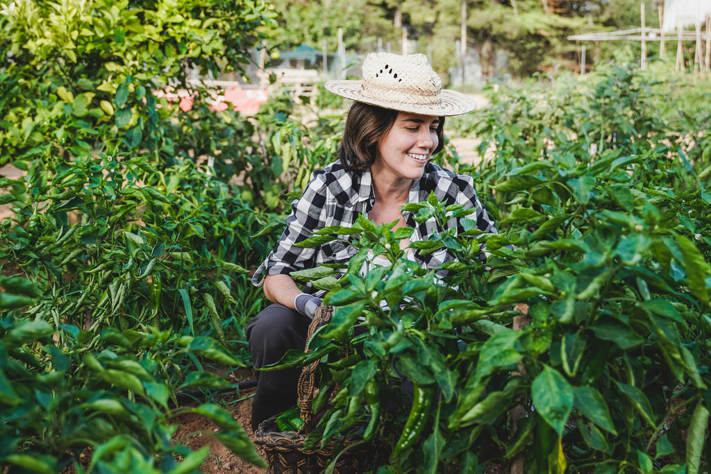 Young farmer woman working at rural farm picking bio organic peppers - Harvest season concept