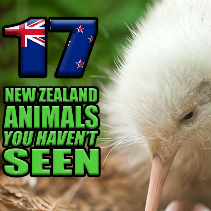 17 New Zealand Animals You Haven't Seen Before (PHOTOS) – KiwiGrub