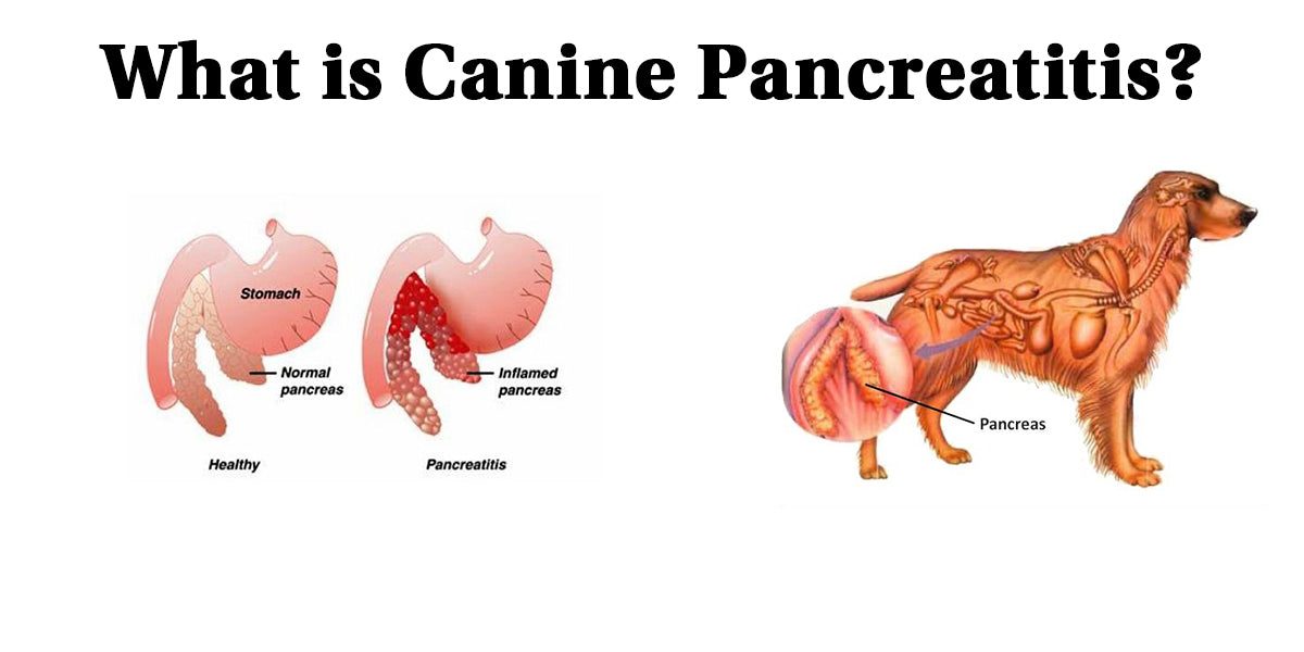 how do dogs get pancreatitis