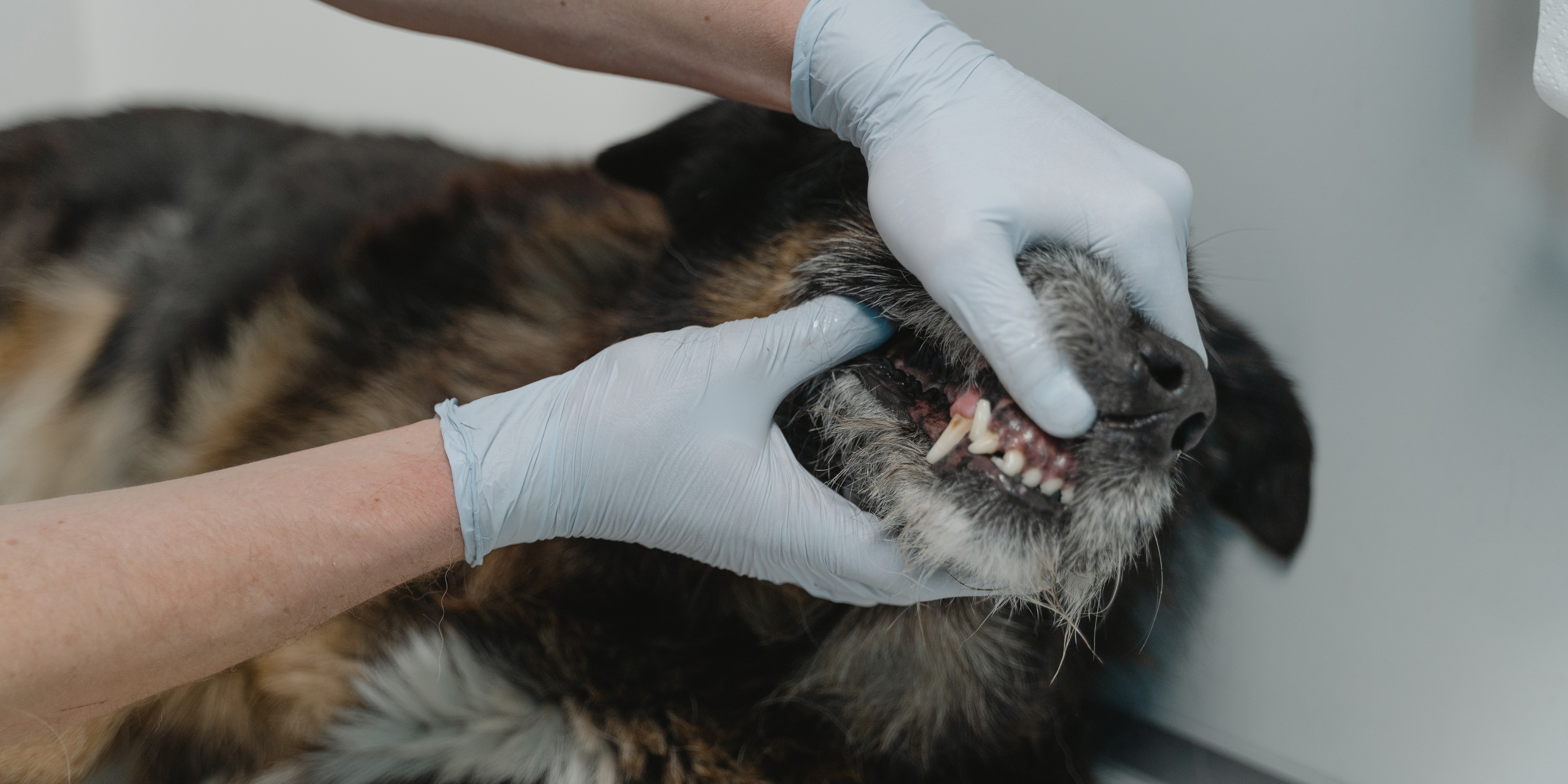 Signs Your Dog Have Dental Toothache
