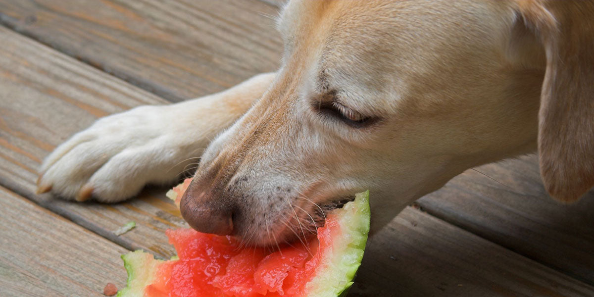 Dog Eating Watermelon