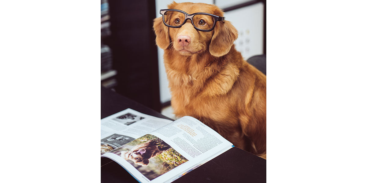 Dog Reading a Book