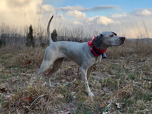 bird dog training equipment