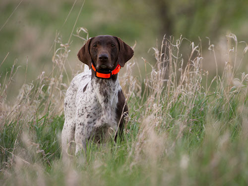 hunting dog pen ideas