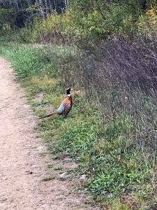 Pheasants Forever Youth Hunt