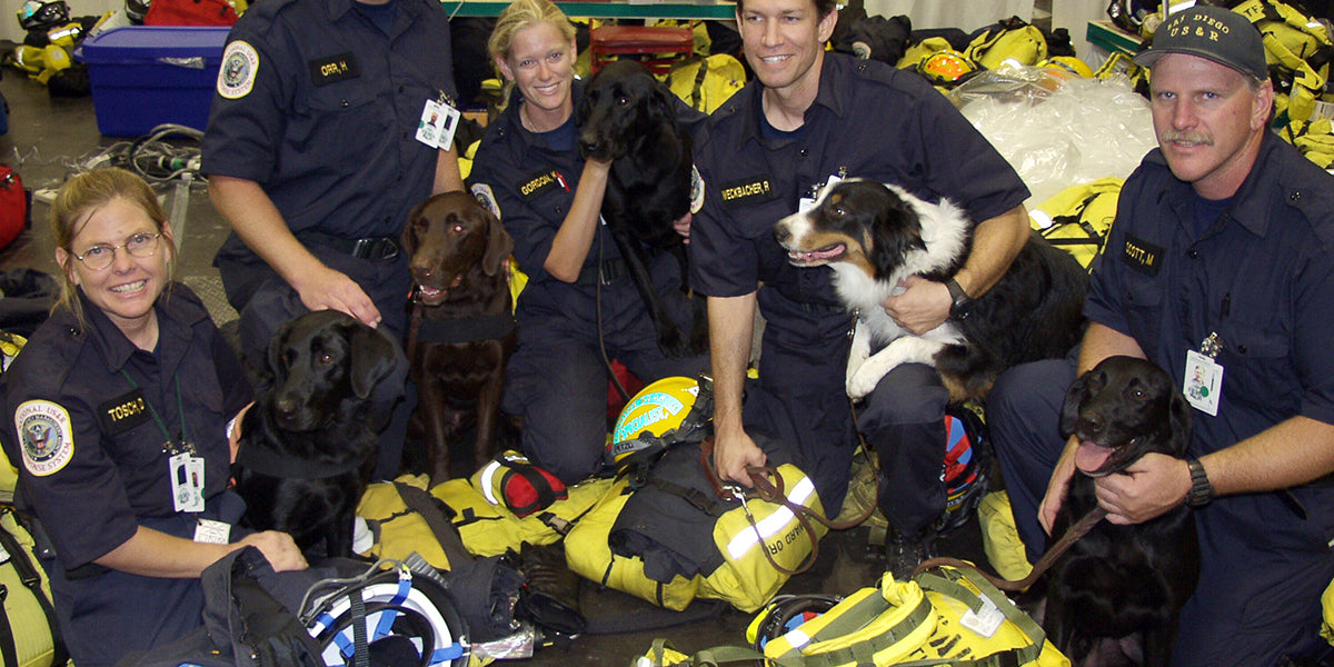September 11th Search and Rescue Dogs