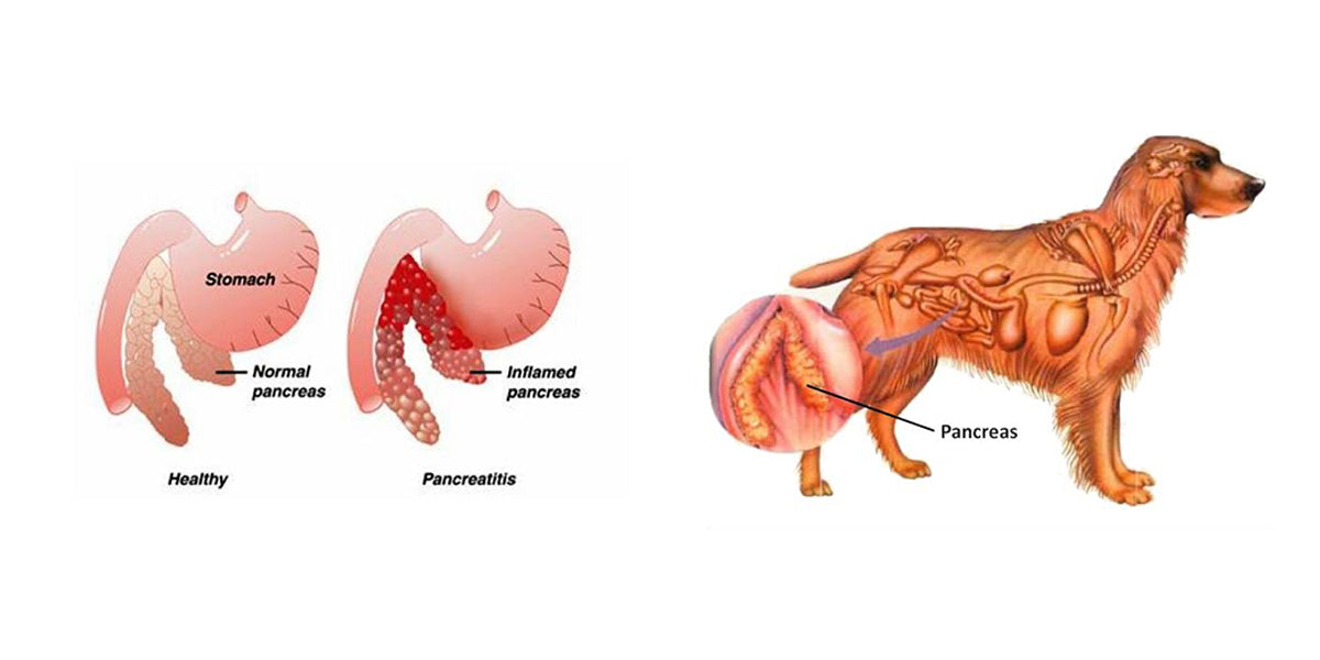 does my dog have pancreatitis